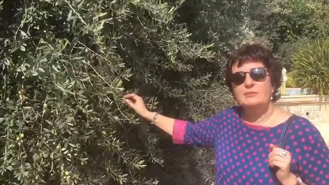 Во дворе храма мч.Фотинии над колодцем Иакова, Наблус