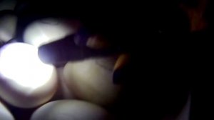 ОВОСКОПИРОВАНИЕ гусиных яиц на 5 ДЕНЬ ИНКУБАЦИИ