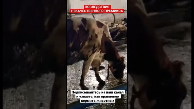 Корова пьёт мочу. Премиксы для крс.