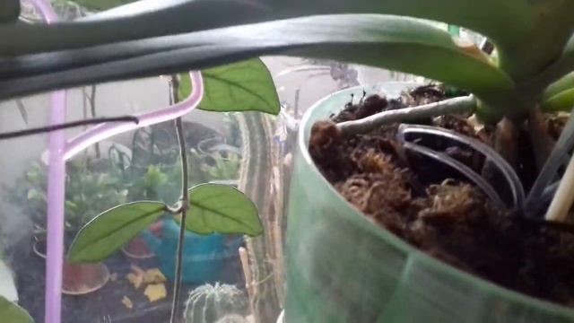 8 часть после посадки орхидеи смотреть онлайн