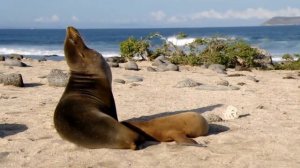 Видеопутешествие. Галапагосские острова. Часть четвертая.