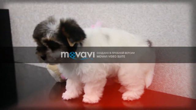 Щенок бивер девочка смотреть онлайн