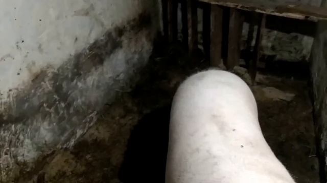 Уборка коровника, отвечаю на комментарии #деревнянапозитиве