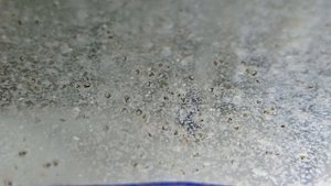 Как разводить данио глофиш в домашних условиях Разведение данио глофиш