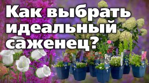 Выбор саженцев для осенней посадки. Рекомендации специалиста