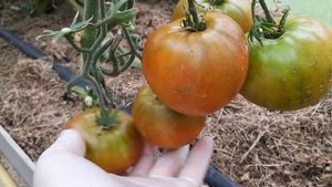 Суровая дыня немцев Поволжья, Румянец Эрокса, Терра Котта Торбена обзор сортов
