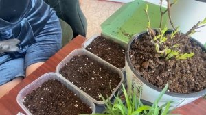 Грибной комарик - Фитоверм ?. Зелень на подоконнике и просто поболтаем ?☺️