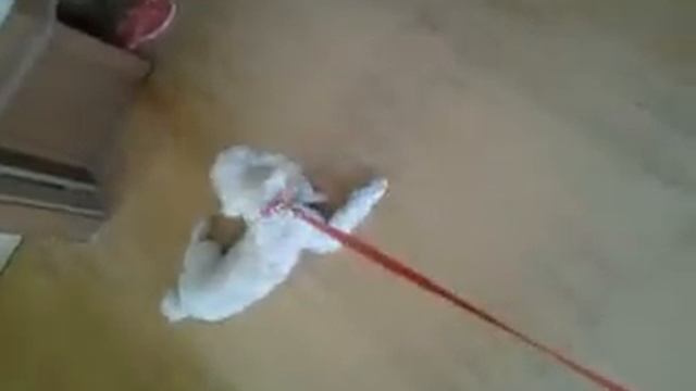 Самая ленивая собака на свете (the most lazy dog in the world) смотреть онлайн