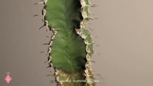 Euphorbia resinifera 'Resin Spurge'