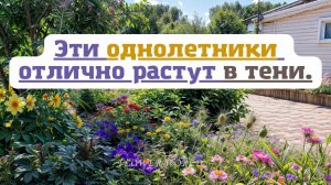 Эти однолетники отлично растут в тени.💐