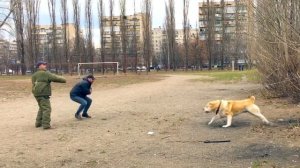 СОБАКИ для ОХРАНЫ/ОХРАННЫЕ ПОРОДЫ СОБАК. Нагази/Грузинская Горная Собака: «ГОРДОСТЬ ГРУЗИИ» БУГА