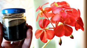 Как правильно ухаживать и подкармливать герань чтобы цвела 3 раза в год? Герань уход за цветком!