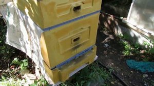 облет пчелиных маток в сентябре - формирование и подсиливание поздних отводков пчел
