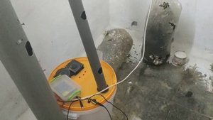 Выращивание вешенки