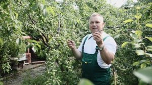 Ветки плодовых деревьев ломаются от урожая. Что делать?