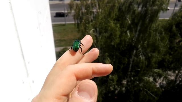 Cetonia aurata (Linnaeus, 1758). Золотистая бронзовка залетела в гости - отлёт.