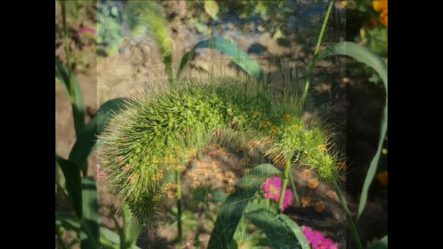 Загородная жизнь. Щетинник. Лисий хвост. смотреть онлайн