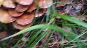 Отличие галерины от фламуллины, пихтовый  и еловый лес