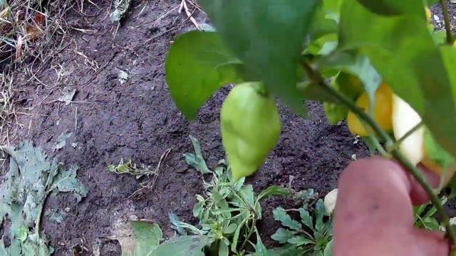 Fatalii White - Перец острый Фатали белый смотреть онлайн