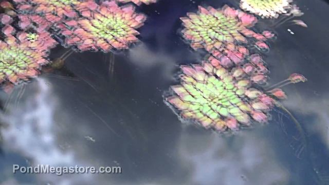 Mosaic Plants Ludwigia Sedoides, very cool tropical pond plant, rosettes смотреть онлайн
