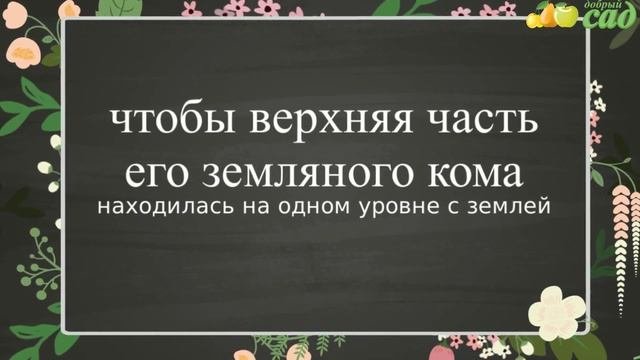 Посадка гибискуса - как правильно посадить гибискус