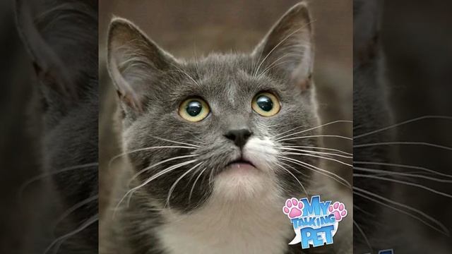 Cat's prayer смотреть онлайн