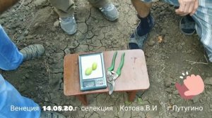 Виноград раннего срока созревания Венеция!