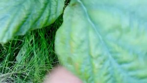 Подвязка малины