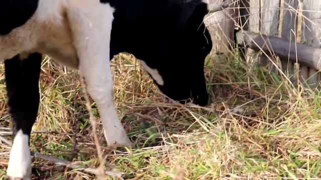 КУПИЛ ДОМ В ДЕРЕВНЕ УПАЛ ЗАБОР ЗАШЛА КОРОВА В ОГОРОД ЧАСТЬ 11 смотреть онлайн