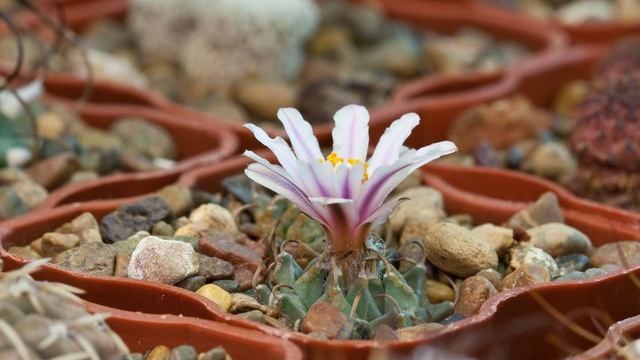 Turbinicarpus schmiedickeanus ssp. panarottoi TCG1101 flowering смотреть онлайн