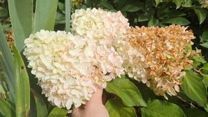 Новинка в моем саду - гортензия Саммер лав / summer love