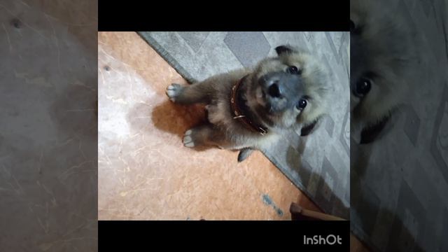 мои все животные милые и красивые смотреть онлайн