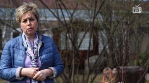 Почему нет плодов у яблони??Уход за яблоней?