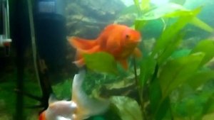 Размножение золотых рыбок