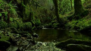 ЗВУКИ ЛЕСА, ЗВУКИ РУЧЬЯ, ЩЕБЕТАНИЕ ПТИЦ, РАССЛАБЛЯЮЩИЕ ЗВУКИ