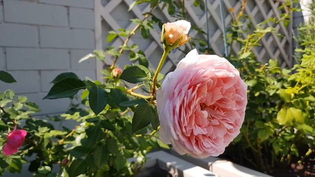 Розы Дэвида Остина в южном саду , 11.08 2020г.(Часть 2)!??♀️?♀️?♀️ смотреть онлайн