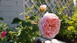 Розы Дэвида Остина в южном саду , 11.08 2020г.(Часть 2)!??♀️?♀️?♀️