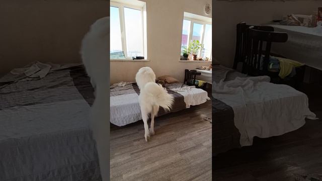 #Собака и #кролик. Царь кровати смотреть онлайн