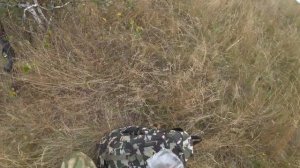 Бомбическая охота на куропатку с МР-155.