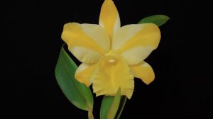 Rhyncholaeliocattleya Hua Young Gold 杂交卡特兰金华永