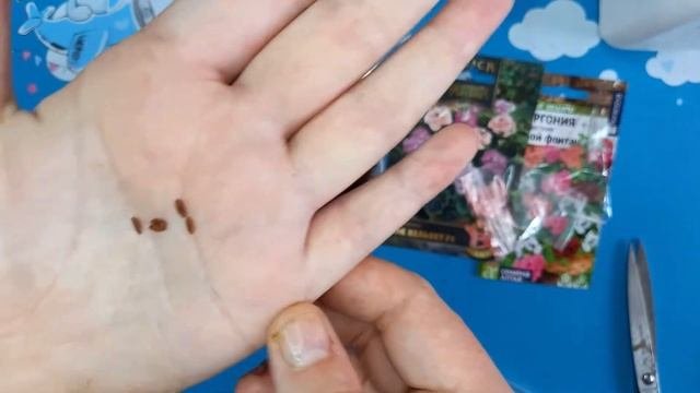 Выращивание пеларгонии из семян легко и просто