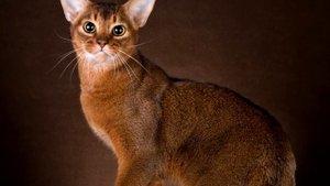 Содержание и уход. Абиссинская кошка