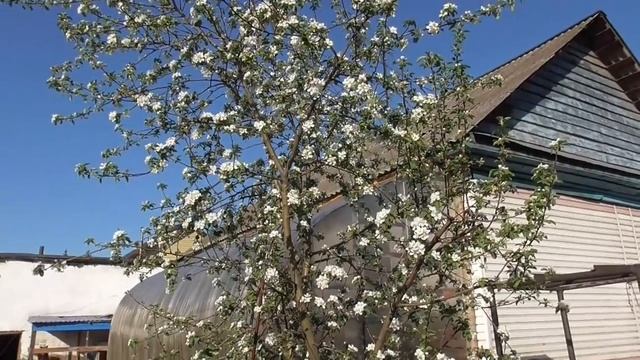 ОБЗОР 1 МАЯ. ЗАЦВЕЛИ БАКЛАЖАНЫ! Ольга Чернова. смотреть онлайн