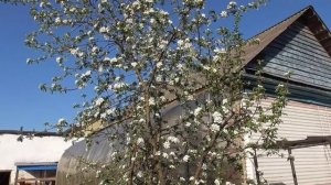 ОБЗОР 1 МАЯ. ЗАЦВЕЛИ БАКЛАЖАНЫ! Ольга Чернова.