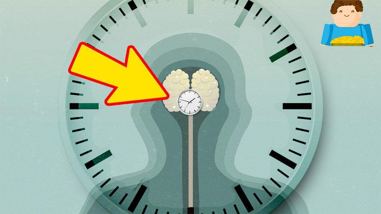Биология часы 2023. Биологические часы. Часы для биолога. Биологические часы человека. Внутренние часы.