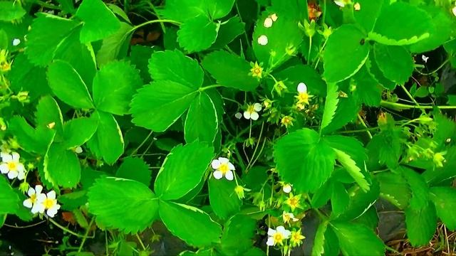 #выращиваниеклубники. #агротехника  #огород  #клубника  #дача