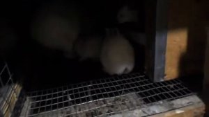 Лечение инфекционного ринита у дух недельных крольчат