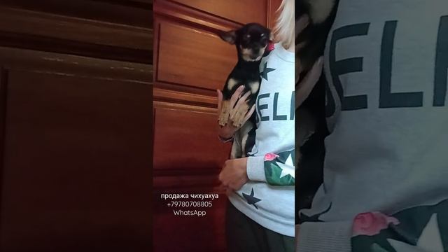 #купитьчихуахуа #продажачихуа #chihuahua #стандартнаячихуахуа #питомникчихуа #доставка смотреть онлайн