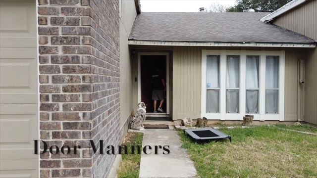 Australian Shepherd "Tango" | Phenomenal Obedience | San Antonio Dog Trainers смотреть онлайн