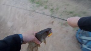 Отпуск в деревне на севере. Рыбалка.  Хариус на тирольку, ультралайт.               р. ВИЛЕДЬ